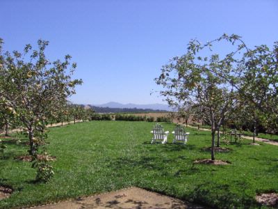 Photo of Apple Orchard